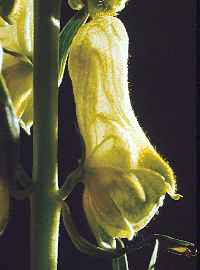 Tojad - Aconitum lasianthum