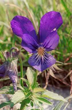Viola declinata Waldst. et Kit.